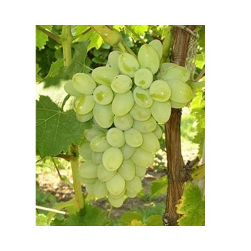 Grapes