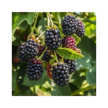 blackberry